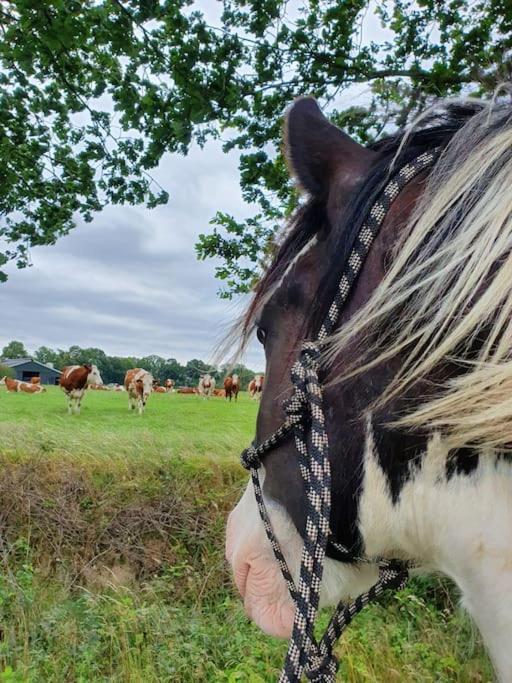 Leuk Boerderijtje Op Prachtige Plek, Nabij Natuurgebied Ruurlo Ngoại thất bức ảnh