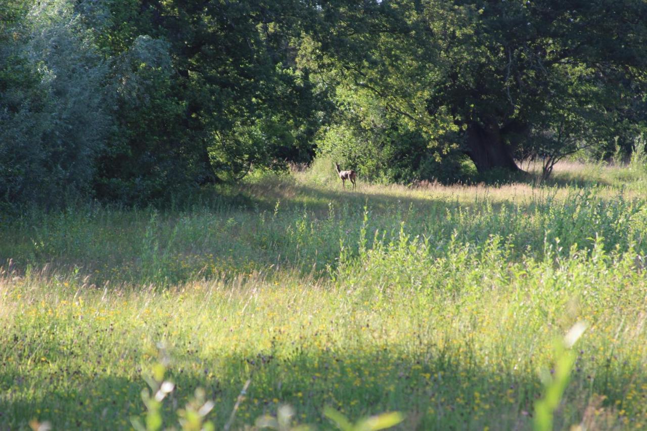 Leuk Boerderijtje Op Prachtige Plek, Nabij Natuurgebied Ruurlo Ngoại thất bức ảnh