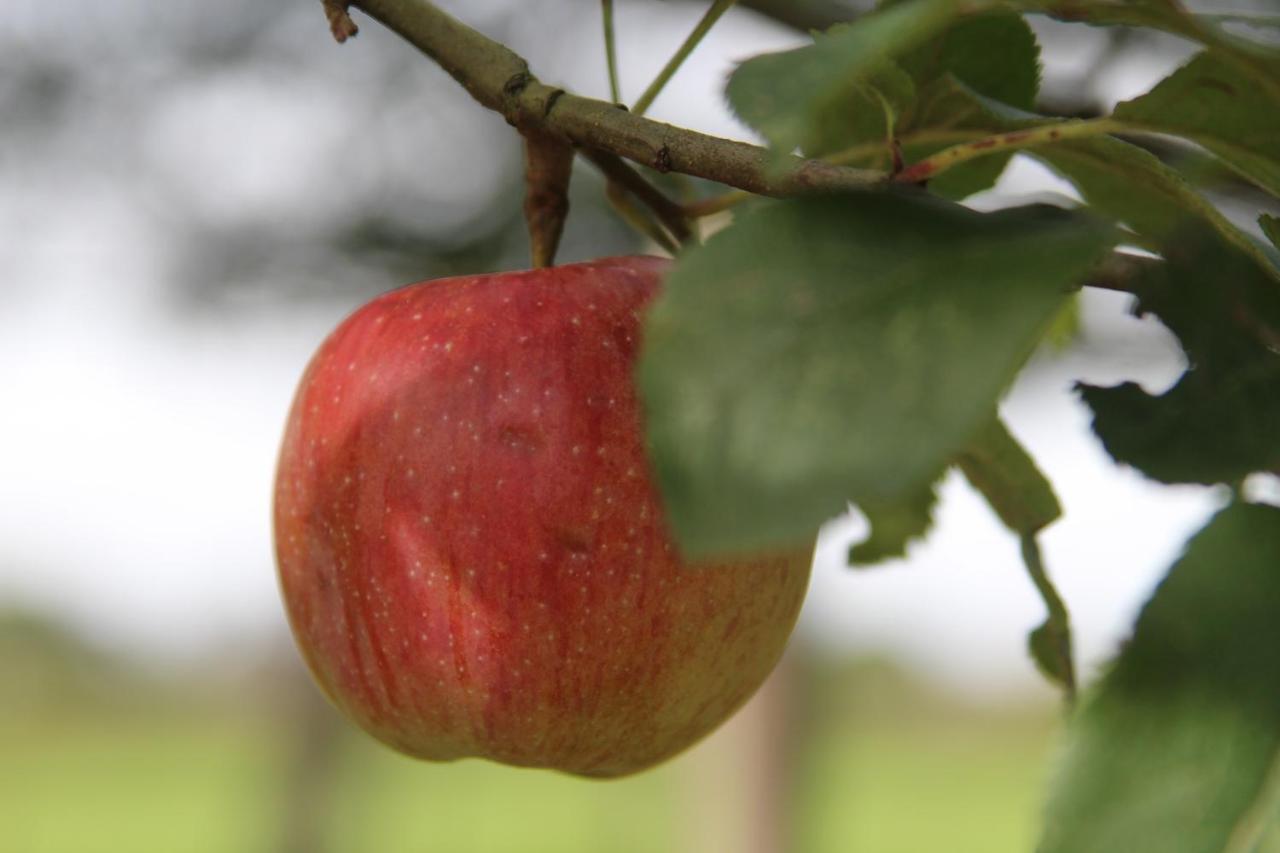 Leuk Boerderijtje Op Prachtige Plek, Nabij Natuurgebied Ruurlo Ngoại thất bức ảnh